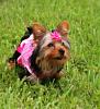 Images of My Lil Girl-pink-bow-27-.jpg