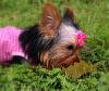 Images of My Lil Girl-pink-bow-34-.jpg