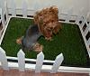 Pia, Paisley and Trixie say YIPPIE to their dog potty!-201-600-x-506-.jpg