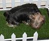 Pia, Paisley and Trixie say YIPPIE to their dog potty!-205-600-x-502-.jpg