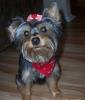 New pics of the girls...-sailor-11-months.jpg