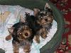 My possibly new Yorkie-maranda-willos-boysl-010-3-.jpg