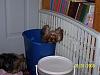 Who Says I Need A Yorkie Bed????-sofie-new-bed-3-100_1152-600-x-450-.jpg