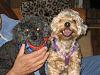 Betty and Juju Bean Want to Say  "HI"!!!!!!!-rsz1339.jpg