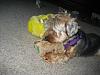 Come See Our YORKIE RESCUE Prizes!!!!-rsz1373.jpg