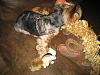 Come See Our YORKIE RESCUE Prizes!!!!-rsz1380.jpg