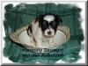 okay ppl lets see NOW & THEN pictures!!-harmony5wks.jpg