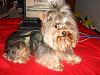 First time groomer!  What do you think?-dsc06382-vi.jpg