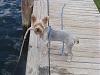 Meeko went crabbing yesterday!-crabbing-2.jpg