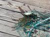 Meeko went crabbing yesterday!-crabbing-1.jpg