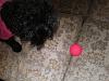 Pics of Tink and Her Ball-tink-her-ball-003.jpg