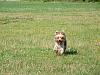 Marty at the dog park off leash-marty-run-yt-ii.jpg