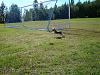 Marty at the dog park off leash-marty-run-yt-1.jpg