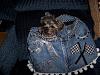 Jax in his new Denimn Carrier from Jodie!-jaxons-denimn-bag-1.jpg