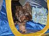 Thank you, Bloomingtails!! Gizmo LOVES his new tent!-tent6.jpg