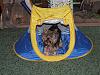 Thank you, Bloomingtails!! Gizmo LOVES his new tent!-tent2.jpg