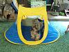 Thank you, Bloomingtails!! Gizmo LOVES his new tent!-tent3.jpg