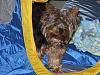 Thank you, Bloomingtails!! Gizmo LOVES his new tent!-tent7.jpg