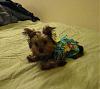 My babies! I think Lucie is crazy =op-hawiian-dress-4.jpg