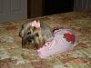 Sophie in the cutest strawberry hoodie.-005.jpg