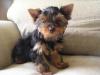 Your Yorkie Pics and weight-cleo329.jpg
