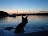 A Yorkie Sunset-dsc08381.jpg