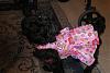 Tink got her new dress from Connie!-connies-dress-002.jpg