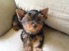 Your Yorkie Pics and weight-cleo3292.jpg