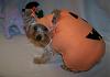 Post your BEST/FUNNIEST/CUTEST dog Halloween costumes-153-600-x-419-.jpg