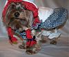 Post your BEST/FUNNIEST/CUTEST dog Halloween costumes-154-600-x-495-.jpg