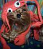 Post your BEST/FUNNIEST/CUTEST dog Halloween costumes-155-533-x-600-.jpg