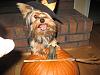 Post your BEST/FUNNIEST/CUTEST dog Halloween costumes-lrsz977.jpg