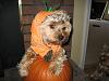 Post your BEST/FUNNIEST/CUTEST dog Halloween costumes-lrsz1012.jpg