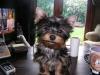 Your Yorkie Pics and weight-dreamer5.jpg