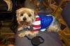 Post your BEST/FUNNIEST/CUTEST dog Halloween costumes-gus_coat_only.jpg