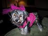 Post your BEST/FUNNIEST/CUTEST dog Halloween costumes-halloween07.jpg