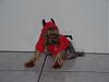 Post your BEST/FUNNIEST/CUTEST dog Halloween costumes-maya.jpg