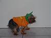 Post your BEST/FUNNIEST/CUTEST dog Halloween costumes-maya-4.jpg