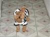 Post your BEST/FUNNIEST/CUTEST dog Halloween costumes-l_3cef88d64efe3276942153a741433d1e.jpg