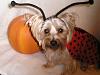 Post your BEST/FUNNIEST/CUTEST dog Halloween costumes-pa300130.jpg