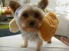 Post your BEST/FUNNIEST/CUTEST dog Halloween costumes-dscn5060.jpg