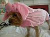 Post your BEST/FUNNIEST/CUTEST dog Halloween costumes-dscn5071.jpg