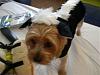 Post your BEST/FUNNIEST/CUTEST dog Halloween costumes-dscn5076.jpg