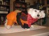 Post your BEST/FUNNIEST/CUTEST dog Halloween costumes-tn_img_0301.jpg