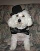 Post your BEST/FUNNIEST/CUTEST dog Halloween costumes-tn_img_0630.jpg