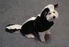 Post your BEST/FUNNIEST/CUTEST dog Halloween costumes-tn_img_0786.jpg
