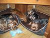 Lets see your Yorkies Bed.-under-desk.jpg