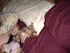 Lets see your Yorkies Bed.-2006_0904viewmiss0008-600-x-450-.jpg