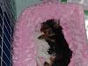 Lets see your Yorkies Bed.-2008_0730videonew0029-600-x-450-.jpg