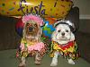 Post your BEST/FUNNIEST/CUTEST dog Halloween costumes-img_0068.jpg